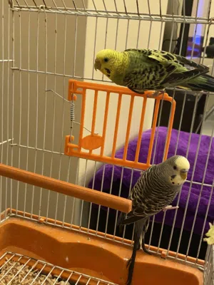 جوز طيور حب مع قفص