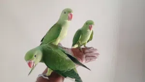 دره هندي اليف
