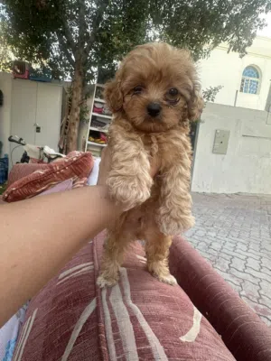 Maltipoo male