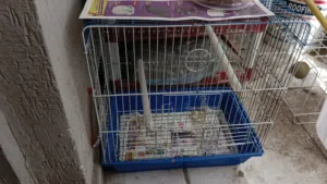 birds cage