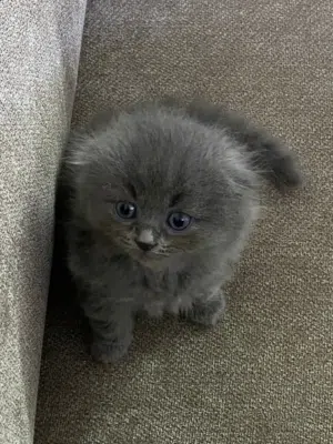 قط للبيع سكوتش فولد