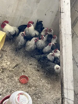 Chickens0