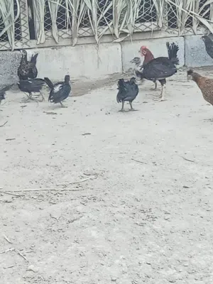 متاح دجاج للبيع