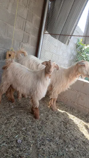 شاه جاموده جلحه