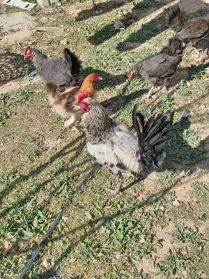 متاح ديك شرس بندوق بكستاني