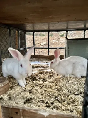 ارانب فرنسي اصلي جامبو