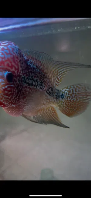 flowerhorn kamfa male fish