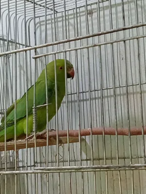 متااااح ذكر دره بدايه تطويق خفيييف ماشالله عليه صحه ونضافه للبيع او للبدل