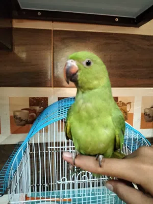 دره خضره للبيع (مستعجل)شوف الوصف