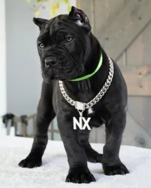 Cane Corso