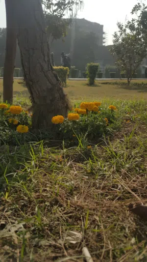 Anas 