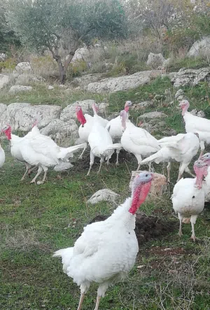 حبش بياض هولندي