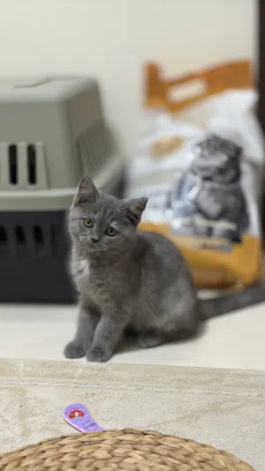 2 month Scottish street