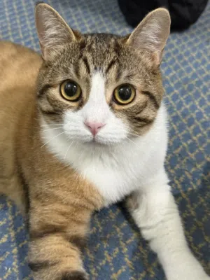 Male Cat  8 months old