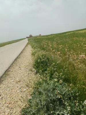 Farm Land for Sale in Mafraq Other
