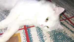 قطه شيرازي الوصف مهم