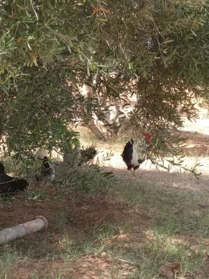 دجاج للبيع