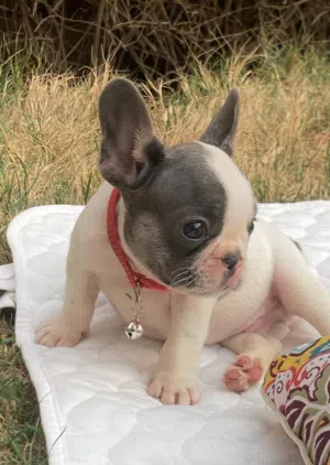 للبيع فرنش بولدوج بيور