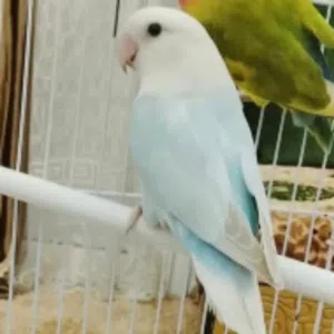 سوق 