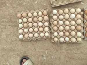 دحي عربي ممتاز اماخصاب