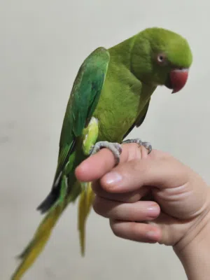 ببغاء ring neck