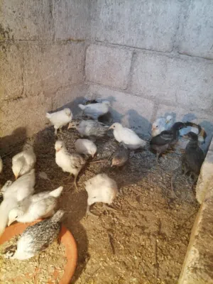 موجود 19 صوص عمر 27 يوم ماخذات جميع المطاعم سعر الصوص دينار و ربع موقع اربد الكورا كفرعوان لتواصل عل