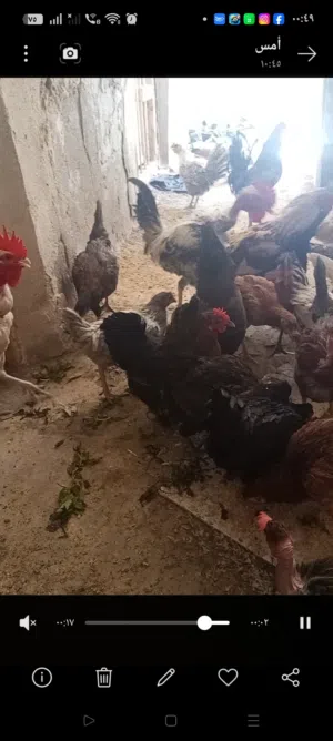 عرب للبيع نظيف ومال بيت