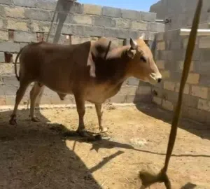 ثور اضحيه عماني اصيل متروووس لحم ماشاء الله