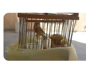 مطلوب نفسه لوح