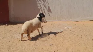 فطيمه وطنيه ربي يبارك عمرها ف6شهور سليمه العيوب مسلان مشالله..