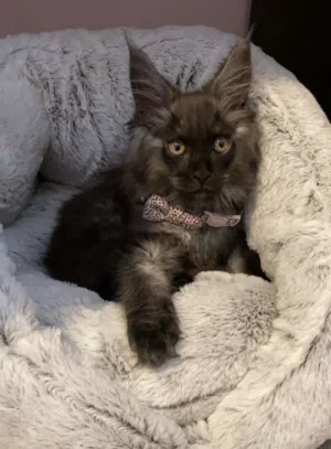maine coon pure breed last one