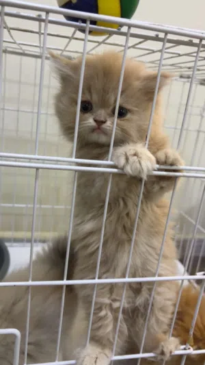 قطط كيتن للبيع بالخبر مستعجل