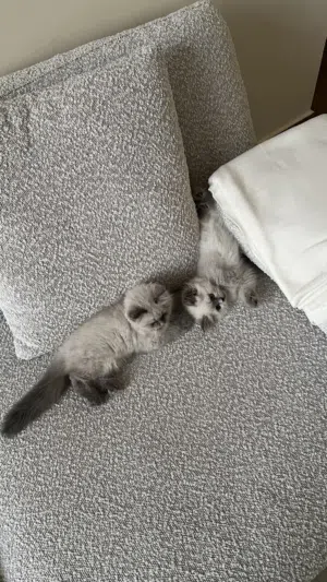 قطط هيمالايا
