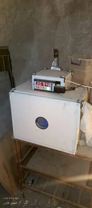 فقاسه بيض 100 بيضه