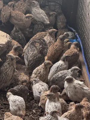 سمان للبيع جاهز لذبح وتربيه