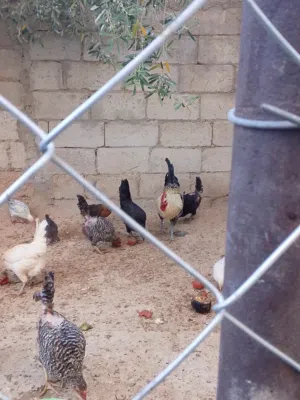 دجاج بلدي للبيع