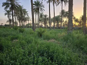 بستان للبيع