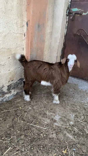 صخله سمينه فول مره