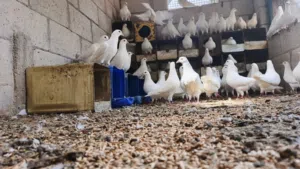 25 جوز حمام فرنسي سوبر جامبو شغال