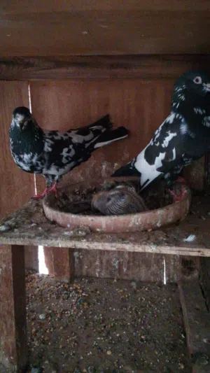 Very high flyer pakistani pigeons