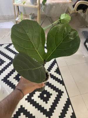 Fiddle leaf fig plant