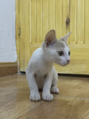 للتبني مجانا