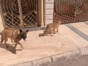مالينو ذكر وانثي عمر 9 شهور
