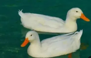 مطلوب بش ابيض ذكور (wanted)