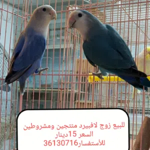 للبيع مجموعة ازواج لافبيرد منتجين حجم وصحه ممتازه