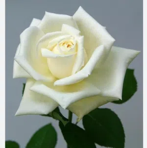 Sawsan 