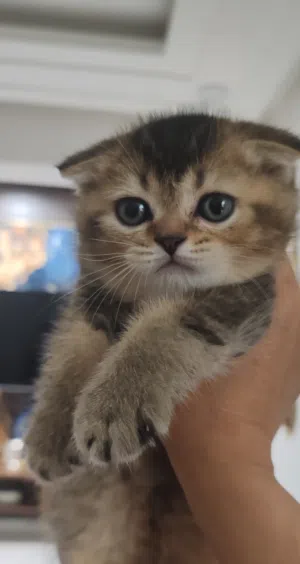 قطط سكوتش بيور جذابه للبيع Attractive Scotch pure cats for sale