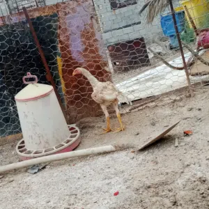 دجاج هندي مخاليف