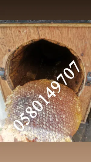 عسل طلح بلدي