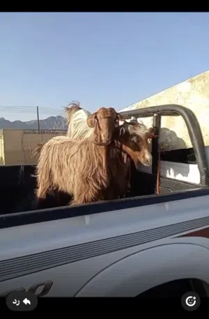 بيع اغنام من حلال الجواميد الفاخر